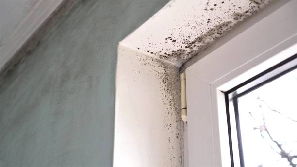 Professional Mold Remediation in Payson, IL