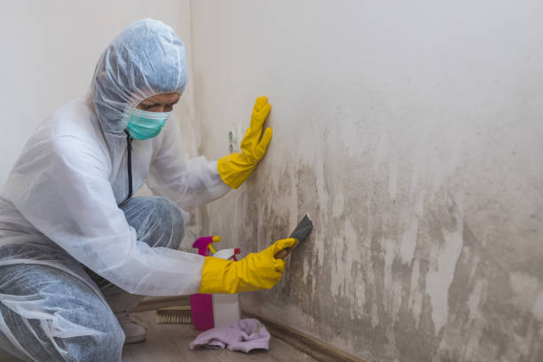 Best HVAC Mold Remediation in Payson, IL