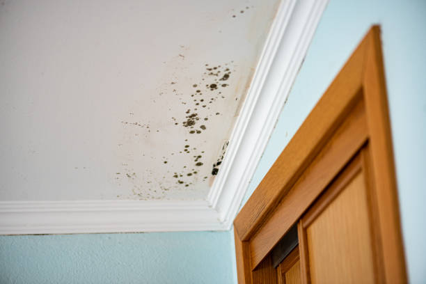 Best Post-Flood Mold Remediation in Payson, IL