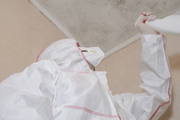 Best Basement Mold Remediation in Payson, IL