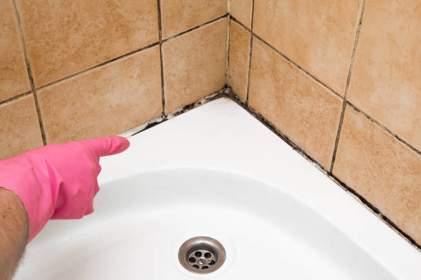 Best Kitchen Mold Remediation in Payson, IL